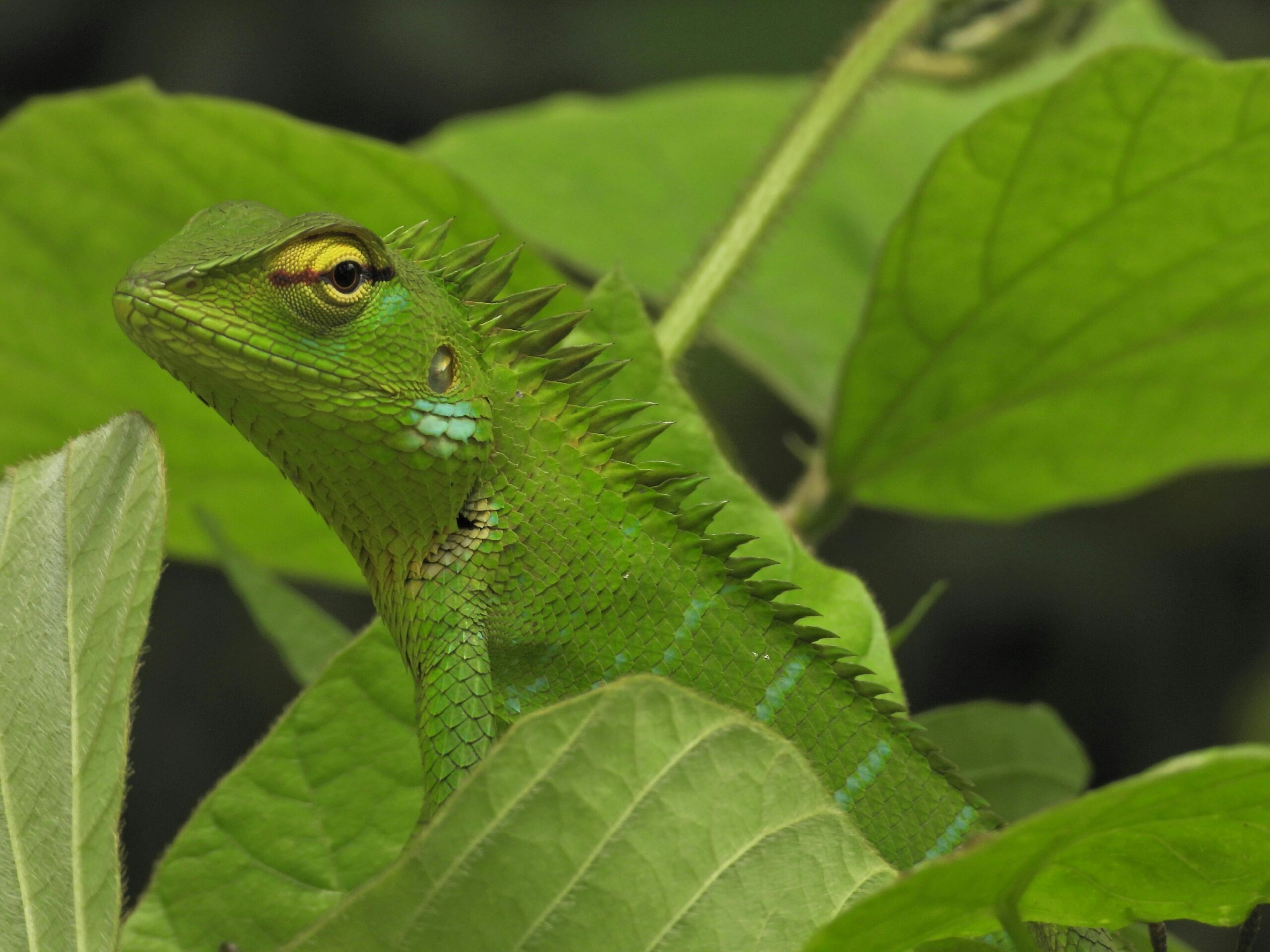 Close-up of a green lizard blending with vibrant leaves in nature.