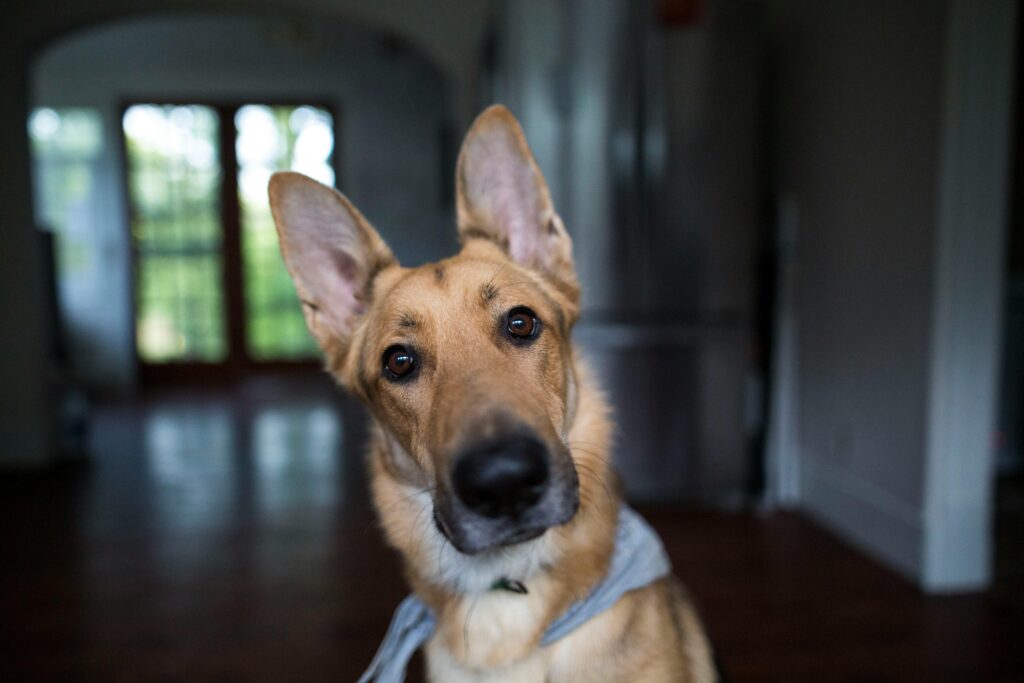 Charming German Shepherd dog tilted head indoors with focus on eyes. Perfect for pet lovers.