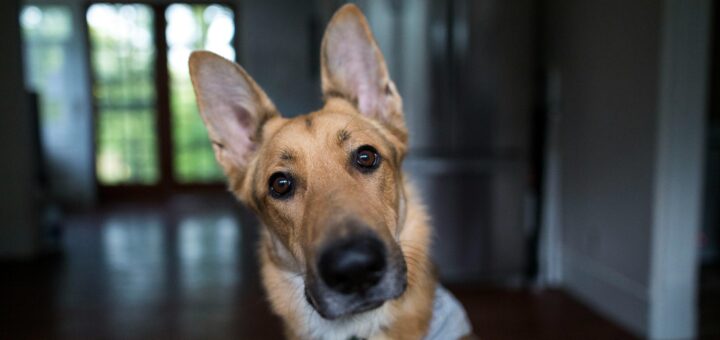 Charming German Shepherd dog tilted head indoors with focus on eyes. Perfect for pet lovers.