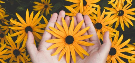 Close-up of hands holding vibrant yellow daisies, showcasing natural beauty and floral pattern.