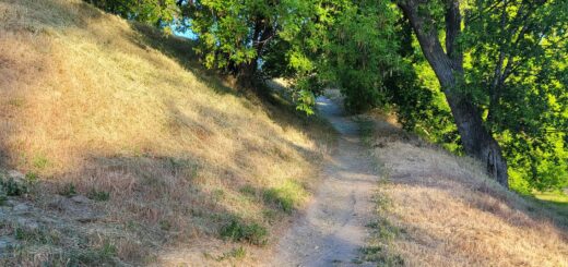 A dirt path climbing a steep hill in early morning light, flanked by dry grass and trees