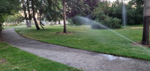 Winding sidewalk through a park with sprinklers spraying across wet grass and pavement, leaving a small dry patch on the path.