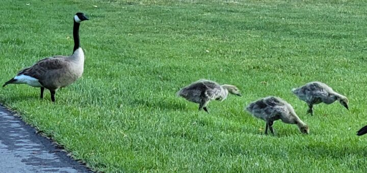 A Canada goose stands watch over goslings foraging in the grass near a path