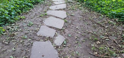 A winding path of stepping stones leading forward through lush green groundcover, disappearing into the distance